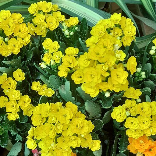 Yellow flowers of kalanchoe blossfeldiana 'caladiva'