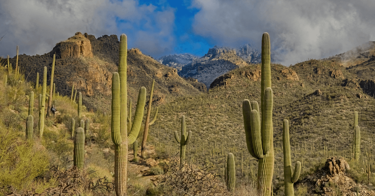 How to Grow and Care for Saguaro Cactus: Know Literally Everything!