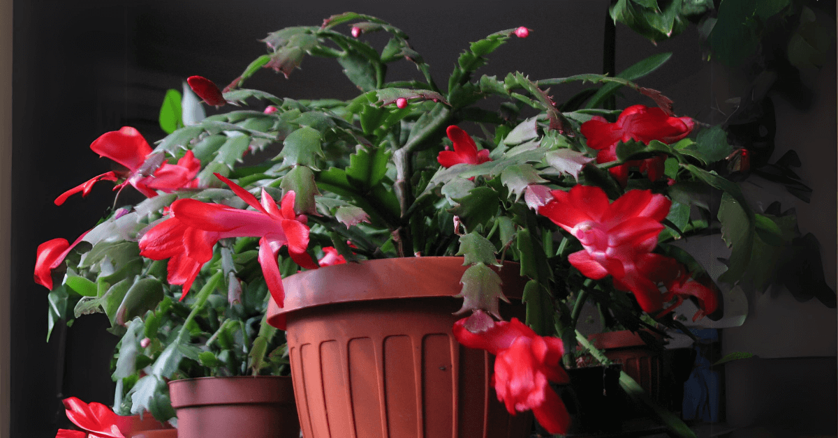 How to Care for Thanksgiving Cactus