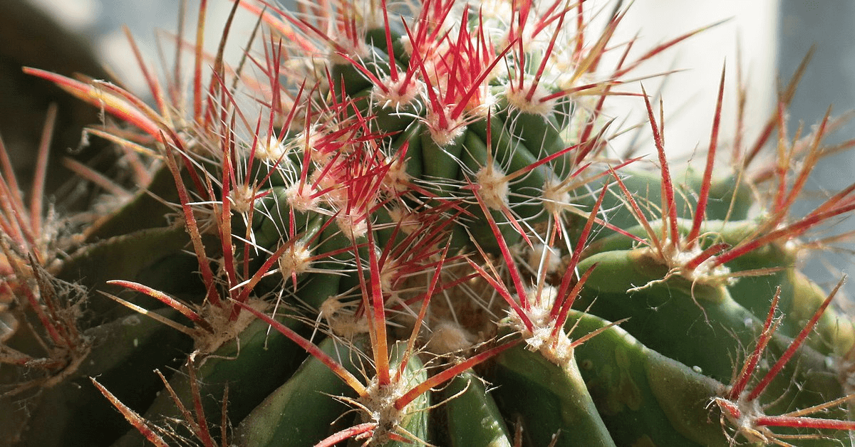 How to Grow & Care for Devil’s Tongue Barrel Cactus