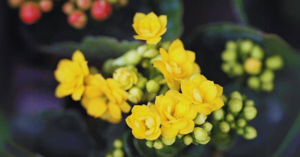 The Kalanchoe Succulent with Yellow Flowers