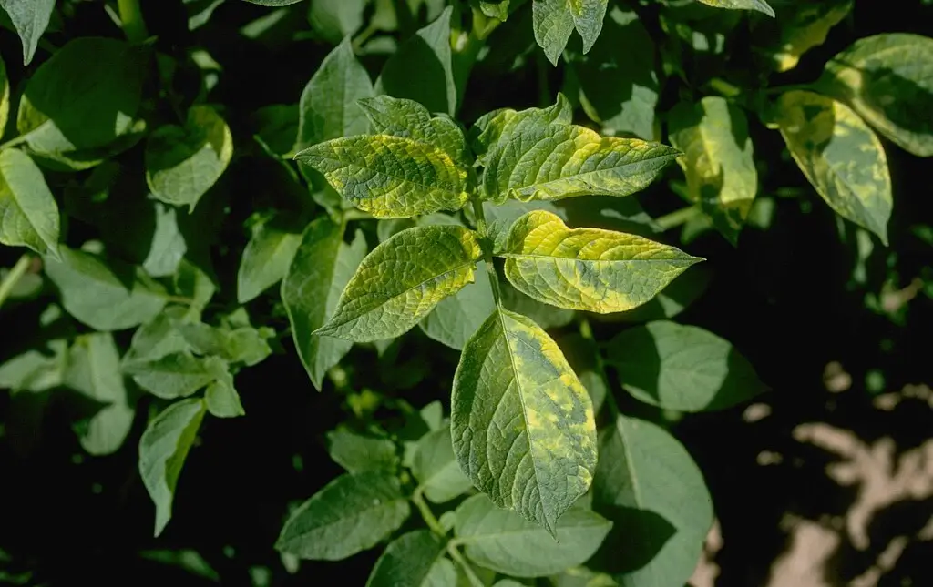 Image of potato leaves suffering from alfalfa mosaic virus