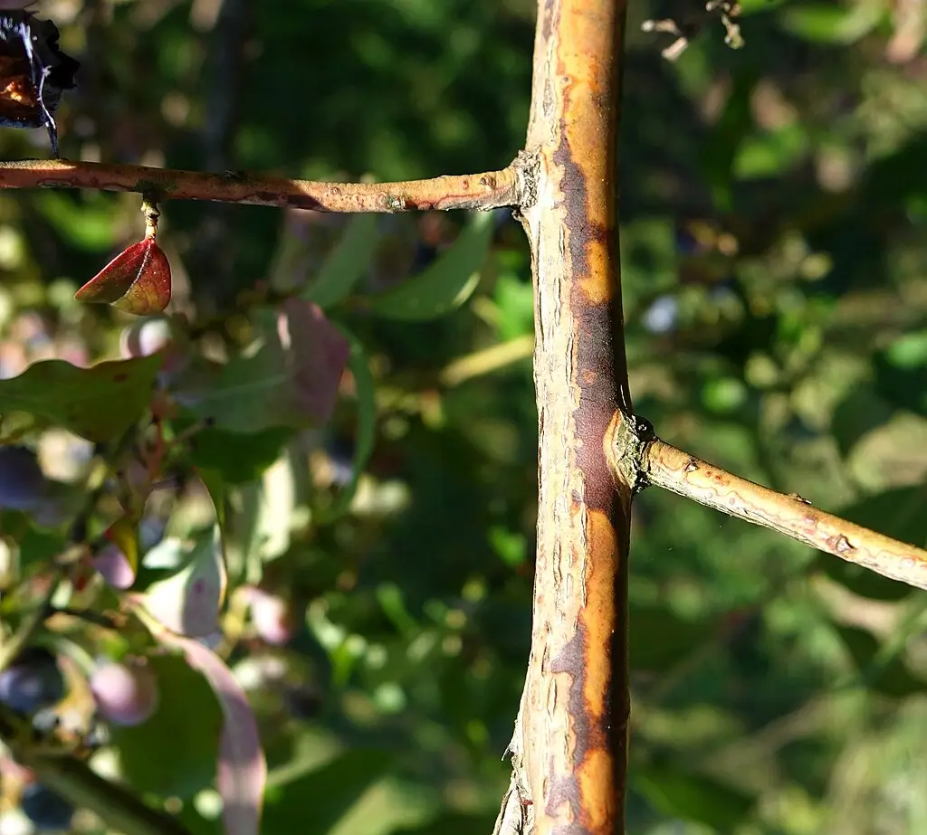 Anthracnose disease on the blueberry stem