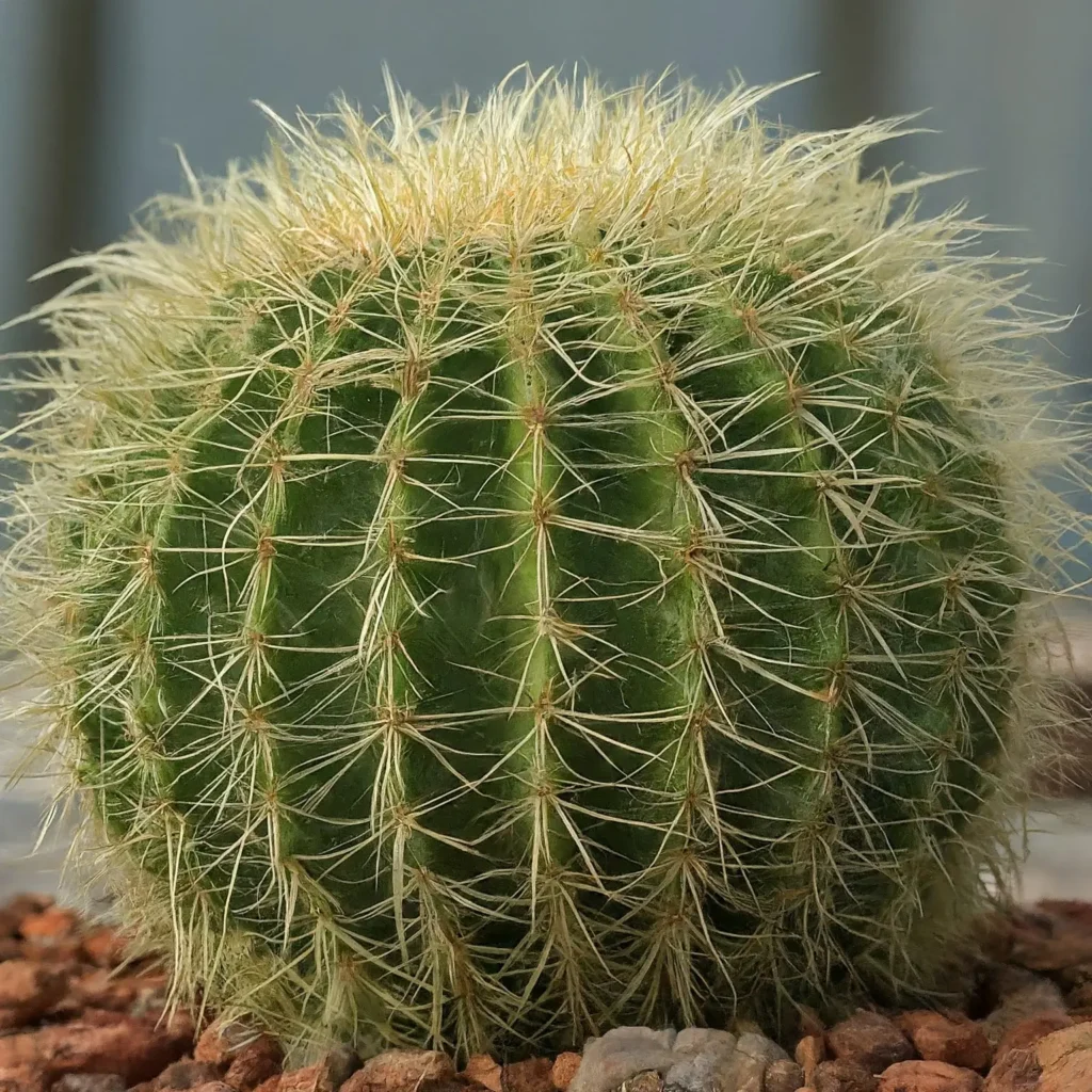 Image of a barrel cactus