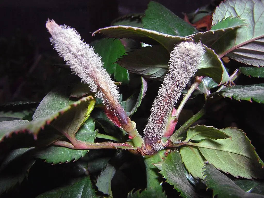 gray mold on the rose plant