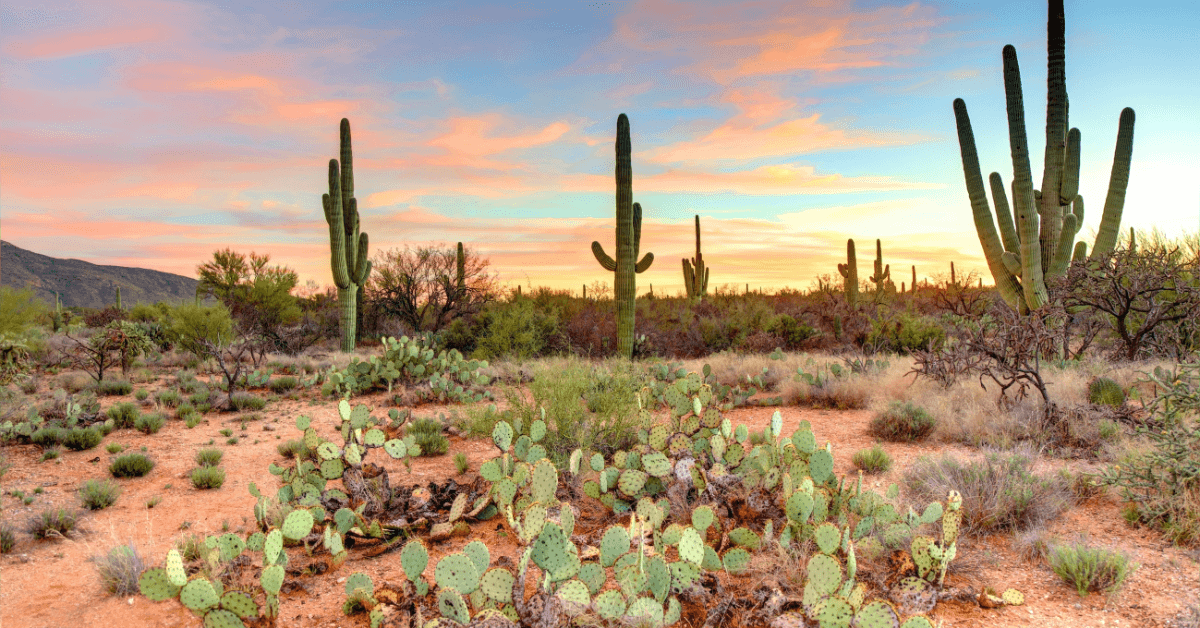 Everything to know about Cactus: Ultimate Guide for 2024