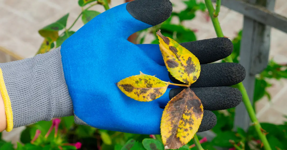 Image of a hand in garden glove holding diseased rose leaves