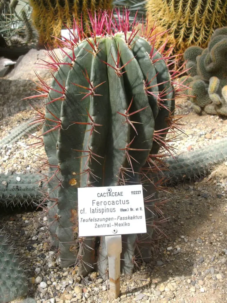 A single image of a Devil's tongue barrel cactus