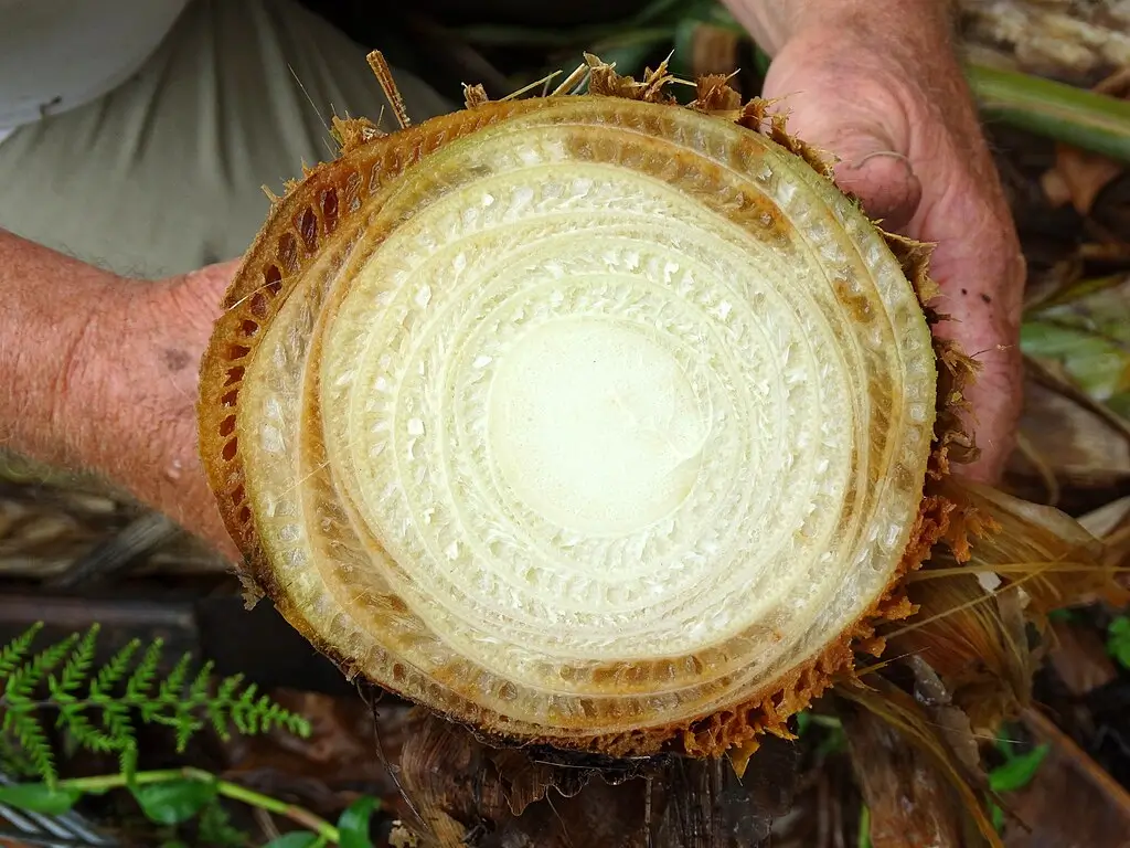 Fusarium wilt on the banana stem