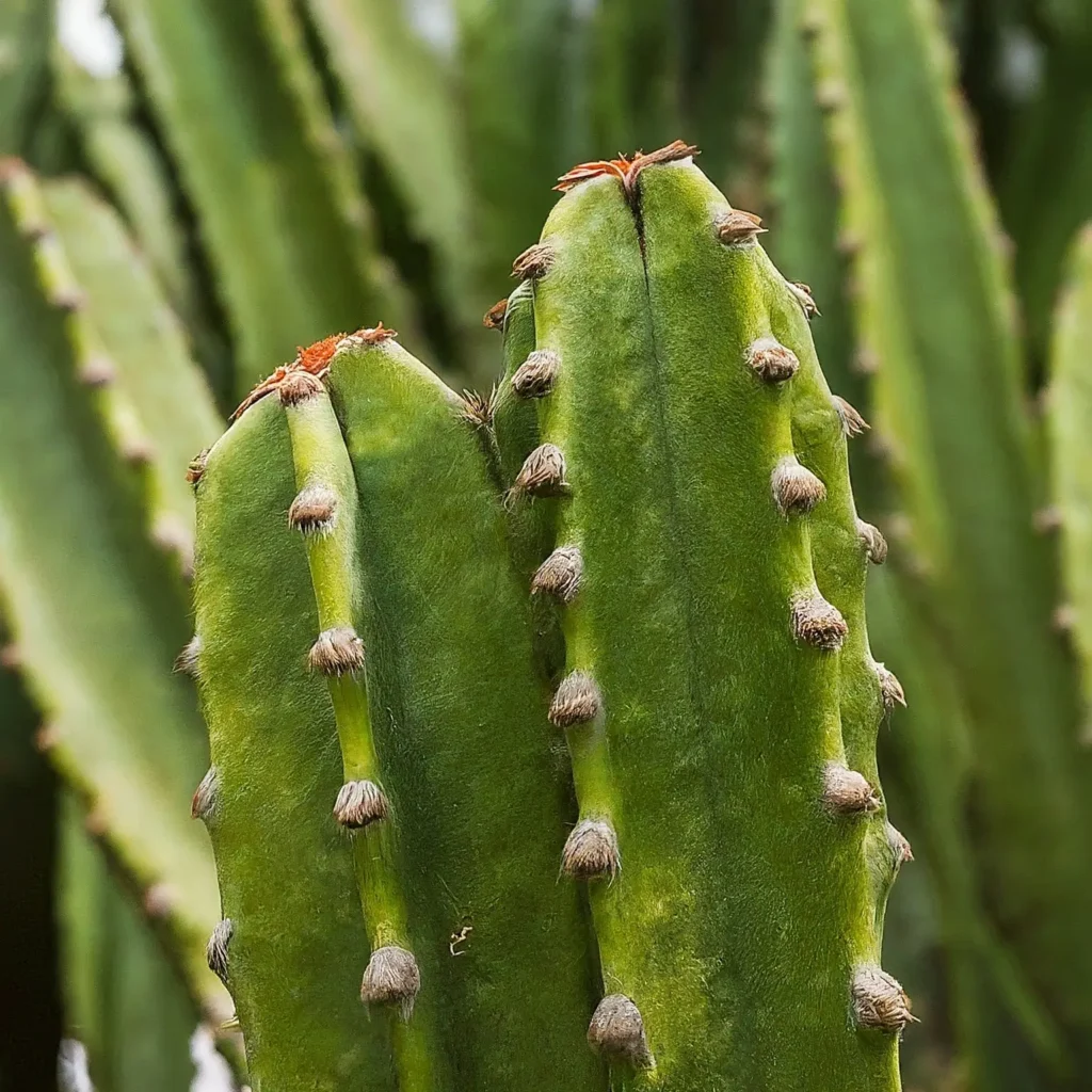 Image of a peruvian apple cactus