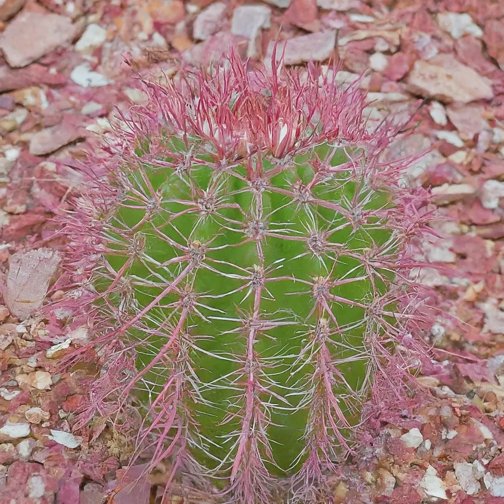 Image of a single red barrel cactus