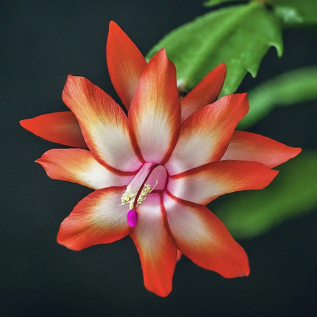 Image of the flower of thanksgiving cactus