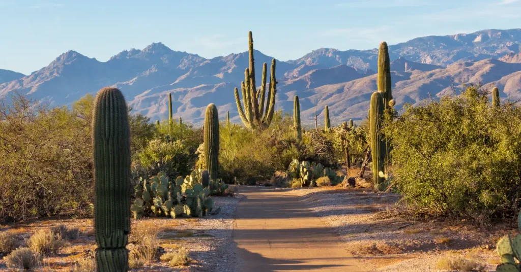 The Cultural World Of Cacti: Art, History, And Uses